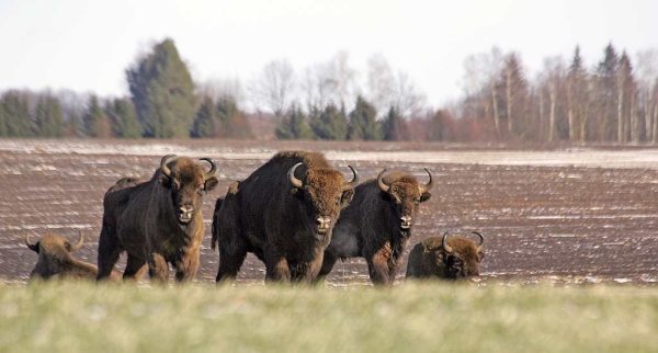 Stumbrų atsikratymo planas – transportavimas į nacionalinius parkus bei medžioklė