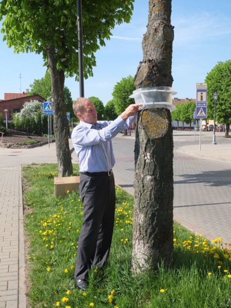 Miestas greitai pasipuoš gėlėmis! O vakar pradėta gelbėti kaštonus