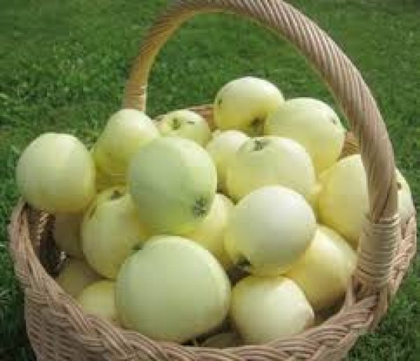Kokie tie lėktiniai, pūkuoti bei arklio obuoliai ir su kokia mergina negali eit obuoliauti