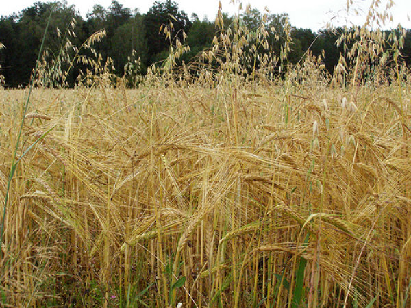 Oninės – pagynėtuvių, pagynų, bengtuvių, sambario dienos