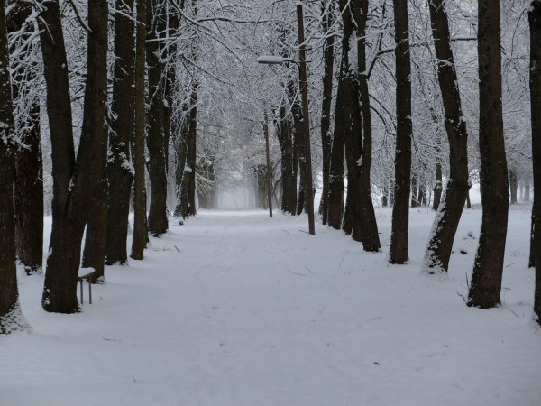 Apie žodžius Kalėdos ir Kūčios 