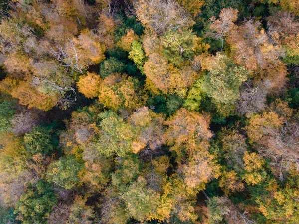 Kėdainių rajono savivaldybės 2021 m. aplinkos monitoringo ataskaita.