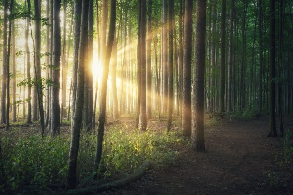 Gražiausi Kėdainių krašto miškų pavadinimai ‒ Ilgatrakis, Karalgiris, Baltmiškis