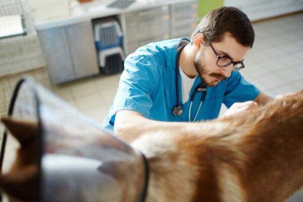 Gyvūnų ženklinimas ir registravimas: ką turi žinoti savininkai?