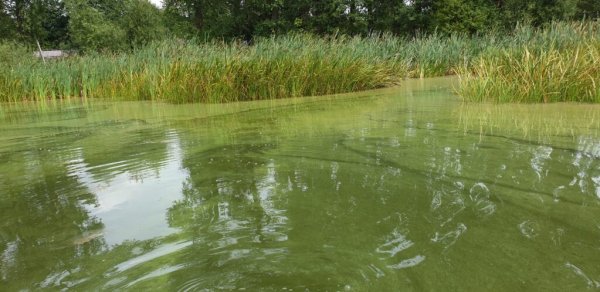 Aplinkosaugininkai: karšti orai gali paskatinti vasarinį vandens „žydėjimą“  