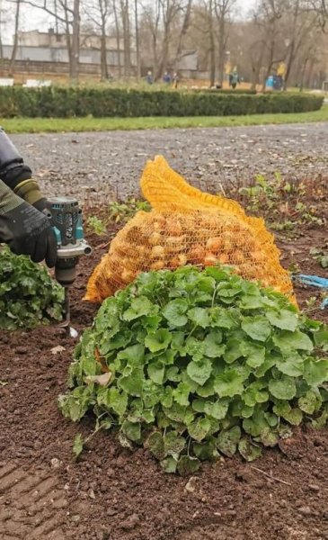Pavasarį Kėdainiuose sužydės dar daugiau gėlių