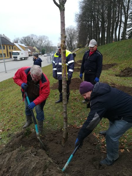 Sakurų parkelį papuoš dar 15 sakurų