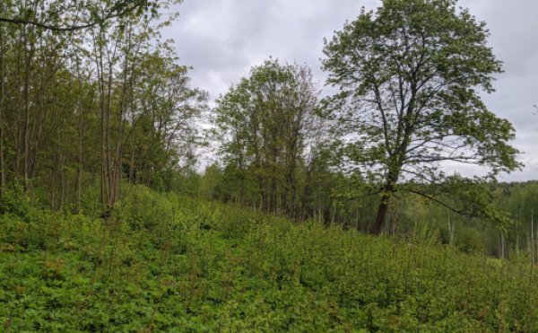 Įdomiausias Kėdainių krašto kalno pavadinimas – Gaidžio Skiauterė