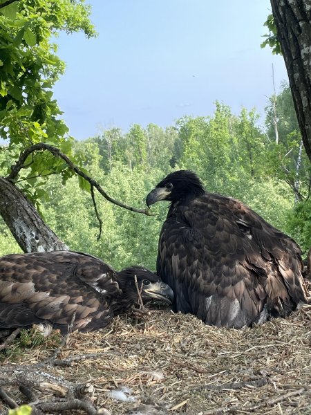 Jūriniai ereliai Kėdainių krašte stebimi jau daugiau nei dvidešimt metų!