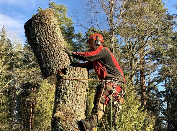 Informacija apie medžių pašalinimo darbus