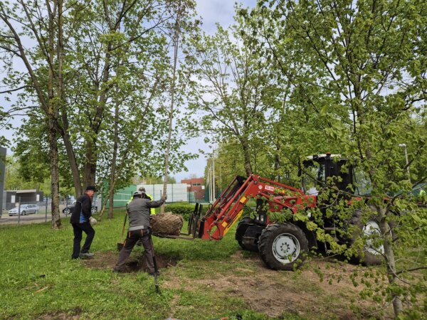 Kėdainių miesto parke sodinami medžiai