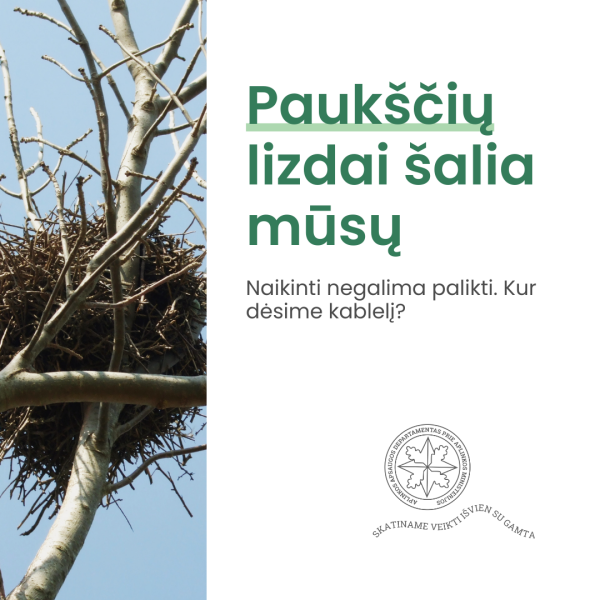 Nauja atmintinė: kada ir kaip galima perkelti arba ardyti laukinių paukščių lizdus?