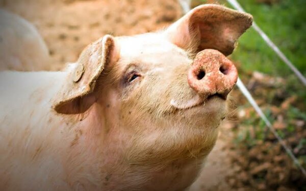 Pavojaus signalas kiaulių ūkiams: Kelmės r. ūkyje nustatytas pirmasis šiais metais afrikinio...