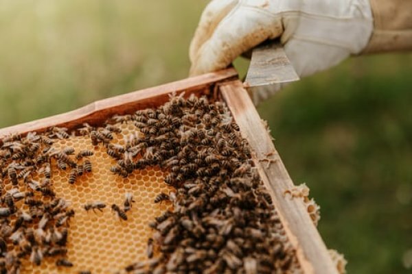 Parama papildomam bičių maitinimui