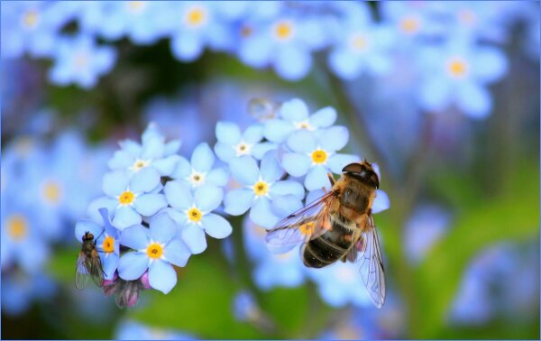 Parama papildomam bičių maitinimui