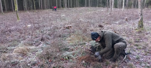Babėnų šile pasodinti keli šimtai ąžuolų sodinukų