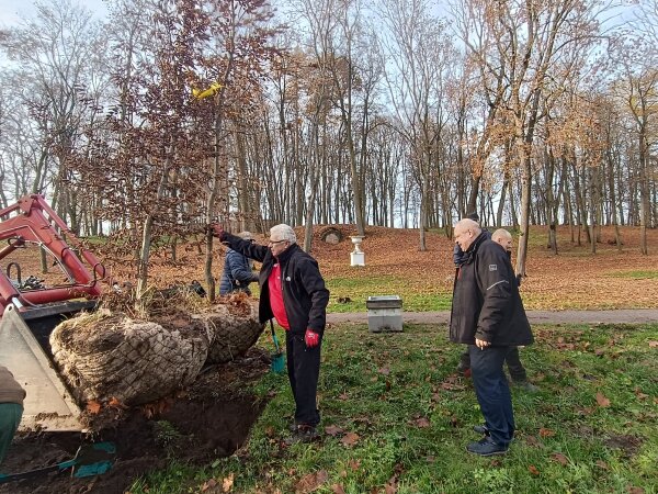 Kėdainių miesto parke sodinama pusšimtis medžių 
