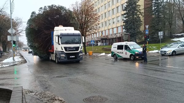Kėdainių Kalėdų eglė jau atriedėjo į Didžiosios Rinkos aikštę!