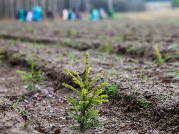 Balandžio 25 d. vyks Nacionalinis miškasodis – kviečiame prisijungti!
