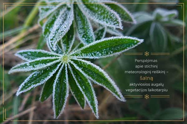 Perspėjimas apie stichinį meteorologinį reiškinį – šalną aktyviosios augalų vegetacijos laikotarpiu