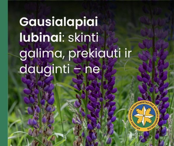 Primename: gausialapiai lubinai – invazinė rūšis. Jie greitai plinta ir išstumia vietines rūšis